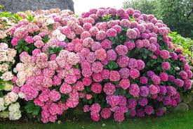 hydrangea